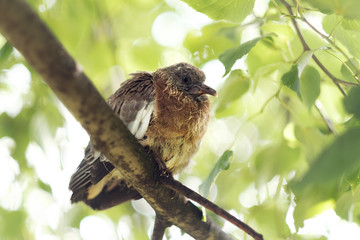 Common wood pigeon, a chick on the branch