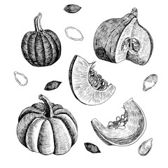 Set of pumpkins. Whole fruits, pieces and seeds of pumpkin. Graphics. Engraving. Hand-drawn.