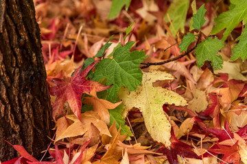 dry autumn yellow and red and green leaves fallen from a maple tree