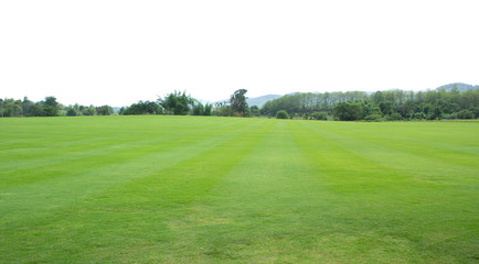 green grass field and sky