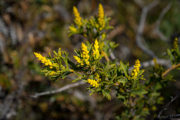 In Western Australia, Lesueur National Park erupts into colour in late winter and spring as the park’s diverse flora comes out in flower.