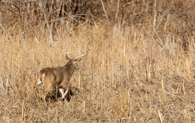 Whitetail Deer Buck in the Fall Rut in Colorado