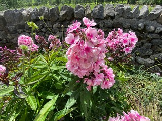 Soft pink flowers, with broad green leaves, and long grasses, set against a dry stone wall, on a late summers day in, Leyburn, Yorkshire, UK