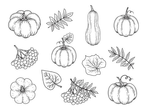 Hand drawn autumn elements. Pumpkin, rowan, leaves. Vector illustration. Black and white. Isolated on white. Object for packaging, advertisements, menu.