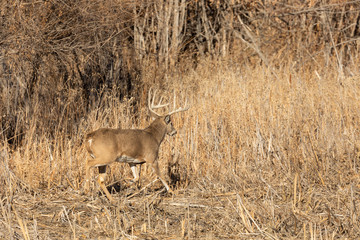 Whitetail Deer Buck in the Fall Rut in Colorado