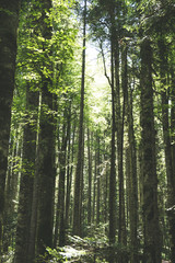 Sun rays bursting through the beech trees in the forest