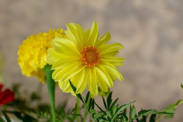 Beautiful wild flowers at home in a vase. Part of home decoration