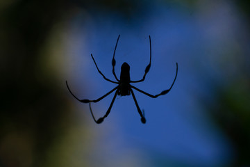 A black spider