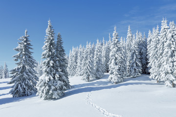 Fototapeta na wymiar Landscape on the cold winter morning. Pine trees in the snowdrifts. Lawn and forests. Snowy background. Nature scenery. Location place the Carpathian, Ukraine, Europe.