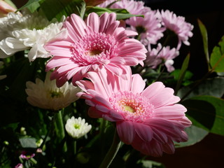 Fototapeta premium Pair of pink flowers