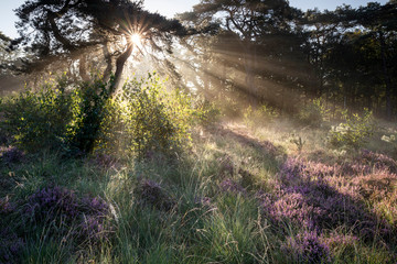 dramatic sunbeams in foggy forest with heather flowers