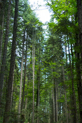 Gigantic pine trees in the mountain forest