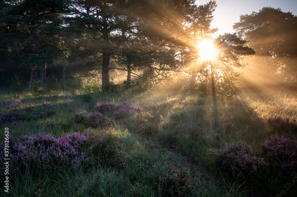 Wall mural sunbeams at sunrise in misty forest with heather