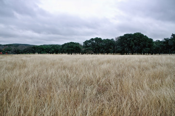 Dry grass