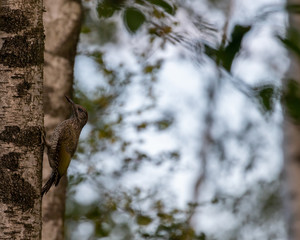 Obraz premium Green woodpecker