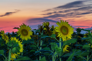 cala la sera su un campo di girasoli