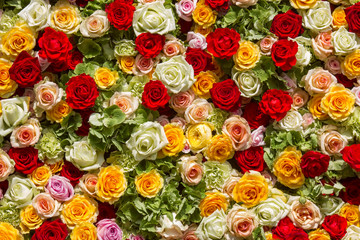 roses background - close up