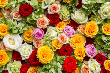 roses background - close up