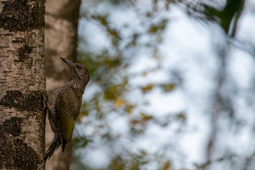 Green woodpecker