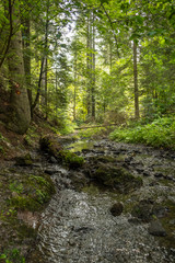 Mountain stream flowing through the forrest