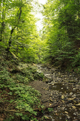 Fototapeta premium Mountain stream flowing through the forrest