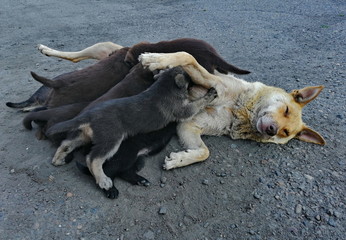 A dog of an unknown breed feeds its pups milk right on the asphalt.