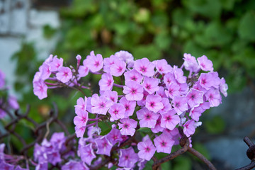Phlox subulata , Floks szydlasty © Marcin Łazarczyk