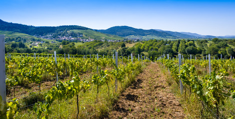 Fototapeta na wymiar Vineyards near Varnhalt and Bühl, Baden Württemberg, Germany