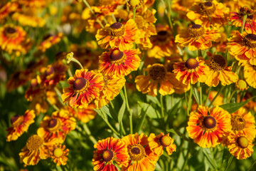  Helenium autumnale , dzielżan jesienny