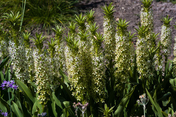 A group of pineapple lilies at the Botanical Garden, Botanical Garden, KIT Karlsruhe, Germany,...