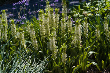 A group of pineapple lilies at the Botanical Garden, Botanical Garden, KIT Karlsruhe, Germany,...