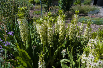 A group of pineapple lilies at the Botanical Garden, Botanical Garden, KIT Karlsruhe, Germany, Europe
