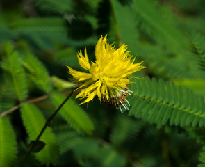 Beautiful yellow flower of Neptunia plena Benth with leaves background. Botanical Garden, KIT,...