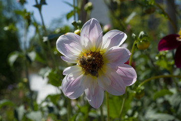 The dahlia Fashion Monger in the dahlia garden Baden Baden near the Lichtentaler alley. Baden Wuerttemberg, Germany