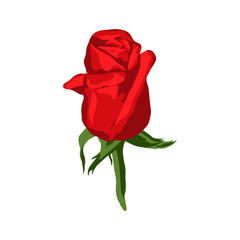 illustration insulated flower of the red rose on white background. Bud of a red rose, vector illustration