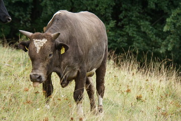 Naklejka na ściany i meble A young gray bull with a white heart on its forehead crawled out