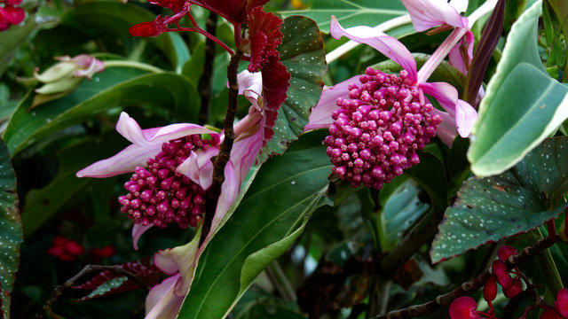 Closeup Shot Of Pink Tropical Flowers