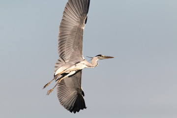 Grey heron (Ardea cinerea) flying. Grey bird flying with open big wings