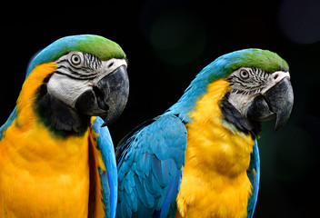 Close up face of couple Blue-and-Gold macaw parrot birds expose to photographer