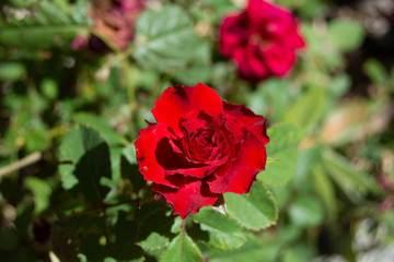 Rosa roja en jardín
