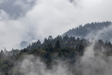 nuvole basse si insinuano tra gli abeti  dei fianchi delle Dolomiti