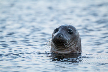 Fototapeta premium grey seal (Halichoerus grypus) looking curious in Scotland