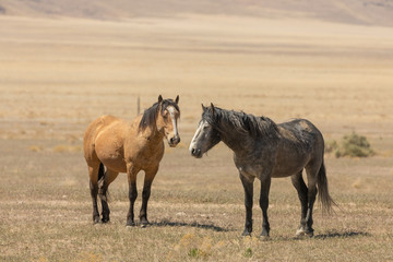 Obraz premium Wild Horses in Spring in the Utah Desert