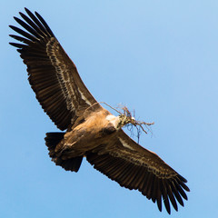 Griffon Vulture (Gyps fulvus) flying with nest material over river Tajo at Monfrague National Park with blue sky background