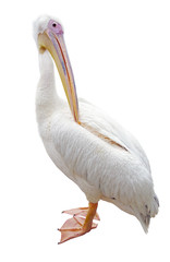 the beautiful Pelican