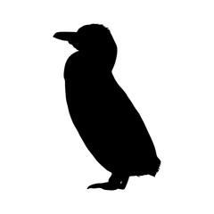 Obraz premium Galapagos Penguin (Spheniscus Mendiculus) Silhouette Found In Northern Hemisphere