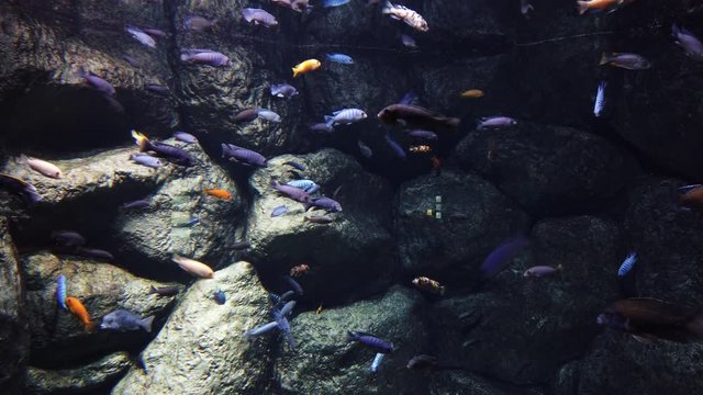 Underwater scene with colorful fish freshwater aquarium