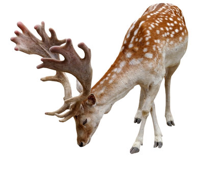 European fallows deer on white