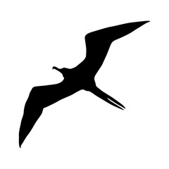 Frigatebird (Fregata) Silhouette Found In Map Of Pacific & Atlantic Oceans - obrazy, fototapety, plakaty