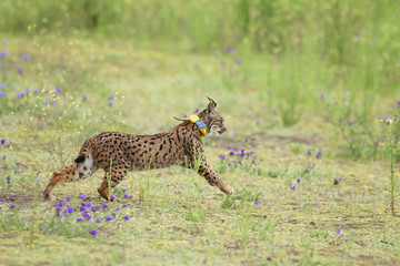 Iberian lynx (Lynx pardina) running among purple flowers with blue and yellow radio-tracking collar in south Spain